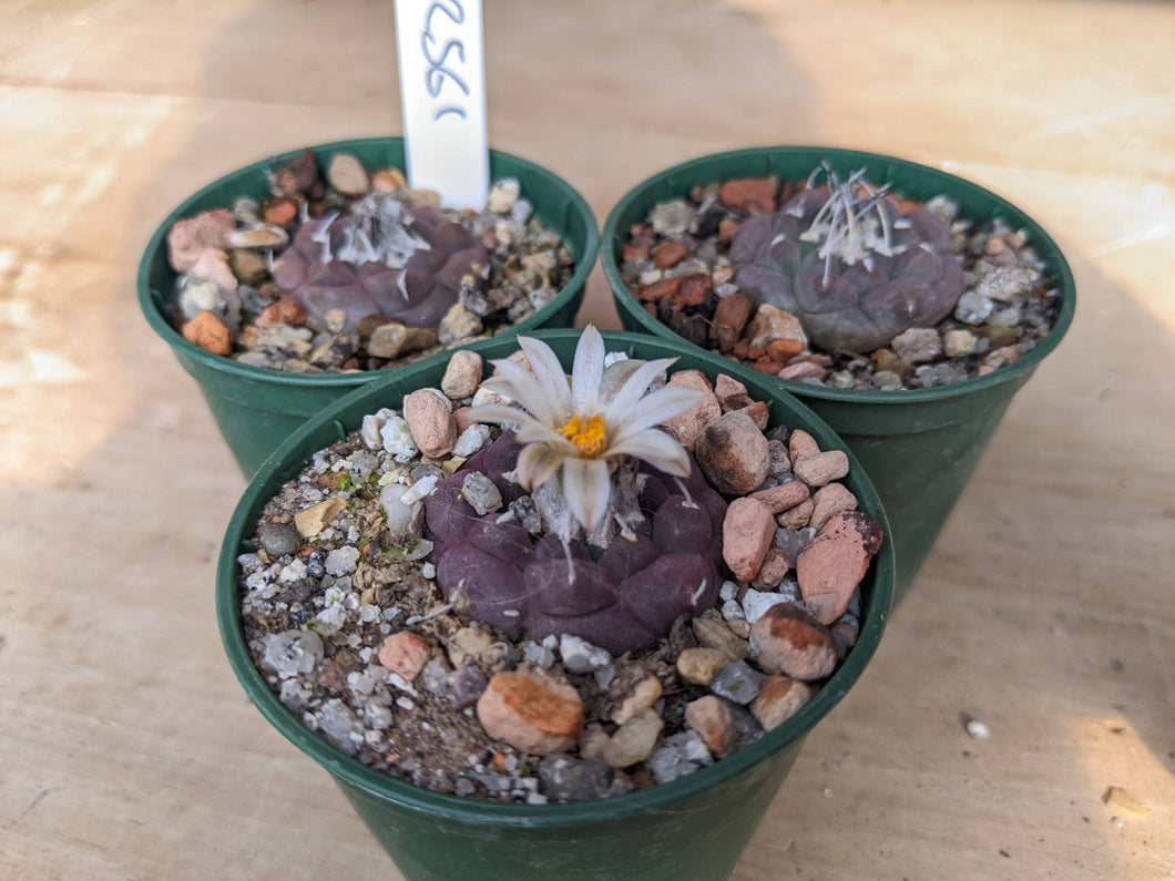 Turbinicarpus jauernigii KKR 561, Palomas SLP