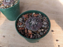 Turbinicarpus jauernigii KKR 561, Palomas SLP