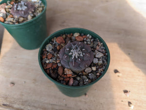 Turbinicarpus jauernigii KKR 561, Palomas SLP