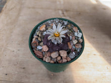 Turbinicarpus jauernigii KKR 561, Palomas SLP