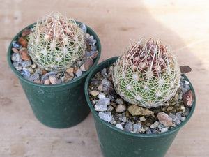 Thelocactus bicolor ssp. schwarzii