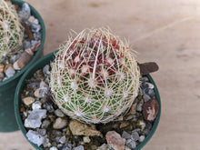 Thelocactus bicolor ssp. schwarzii