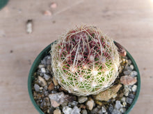 Thelocactus bicolor ssp. schwarzii