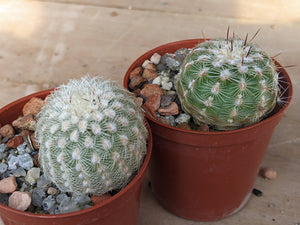 Echinocereus carmenensis BW209