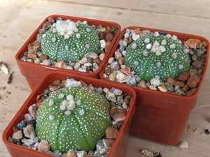 Astrophytum asterias