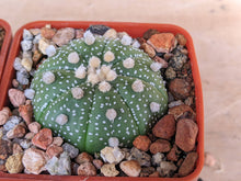 Astrophytum asterias