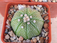 Astrophytum asterias