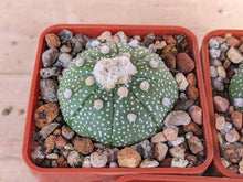 Astrophytum asterias