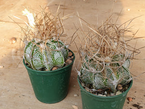 Astrophytum capricorne cv. crassispinoides