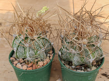 Astrophytum capricorne cv. crassispinoides