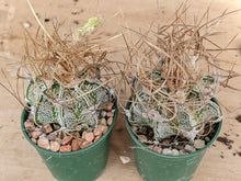 Astrophytum capricorne cv. crassispinoides