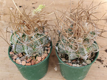 Astrophytum capricorne cv. crassispinoides