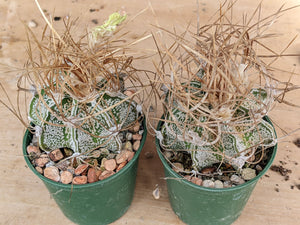 Astrophytum capricorne cv. crassispinoides