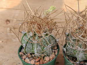 Astrophytum capricorne cv. crassispinoides