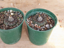 Frailea castanea