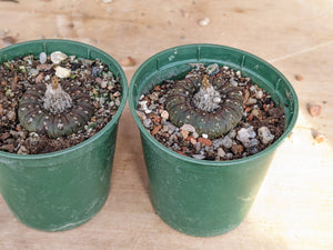 Frailea castanea