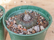 Frailea castanea