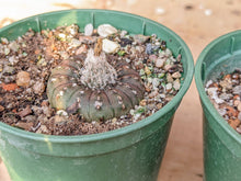 Frailea castanea