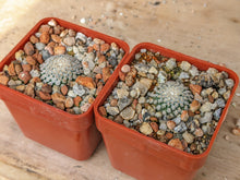Turbinicarpus valdezianus albiflorus