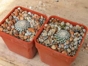 Turbinicarpus valdezianus albiflorus