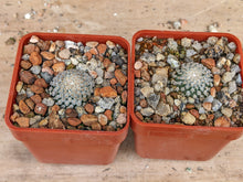 Turbinicarpus valdezianus albiflorus