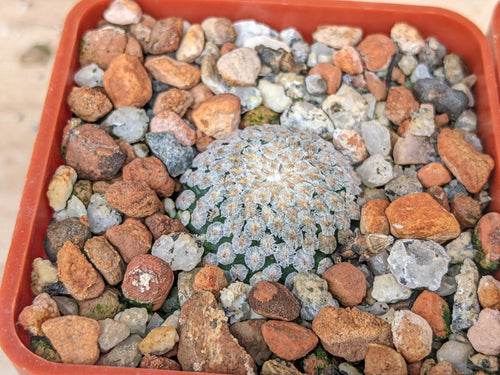 Turbinicarpus valdezianus albiflorus