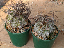 Astrophytum capricorne
