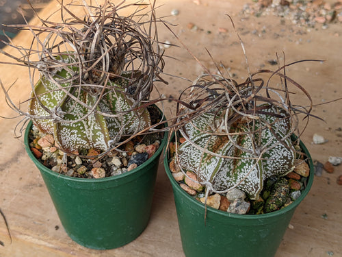Astrophytum capricorne