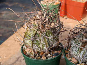 Astrophytum capricorne