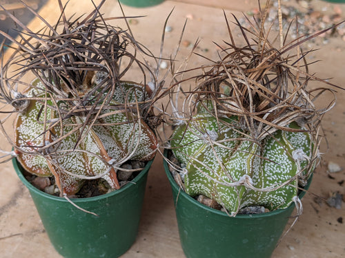 Astrophytum capricorne major