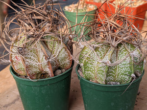 Astrophytum capricorne major