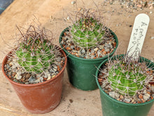 Acanthocalycium peitscherianum P208