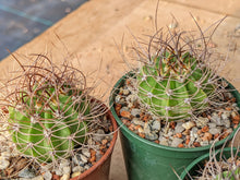 Acanthocalycium peitscherianum P208