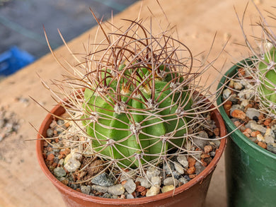 Acanthocalycium peitscherianum P208