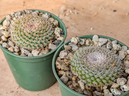 Mammillaria perbella R757