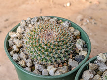 Mammillaria perbella R757