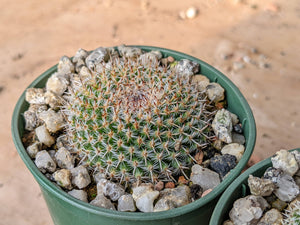 Mammillaria perbella R757