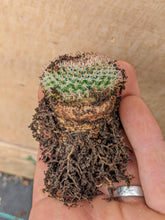 Mammillaria perbella R757
