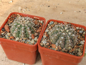 Gymnocalycium ragonesei x baldianum