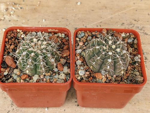 Gymnocalycium ragonesei x baldianum