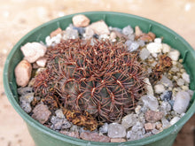 Sulcorebutia pulchra