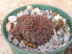 Sulcorebutia pulchra