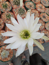 Echinopsis ancistrophora SE142
