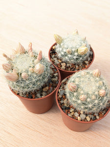 Mammillaria candida RS288