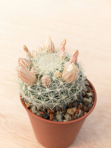 Mammillaria candida RS288