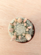 Mammillaria candida RS288