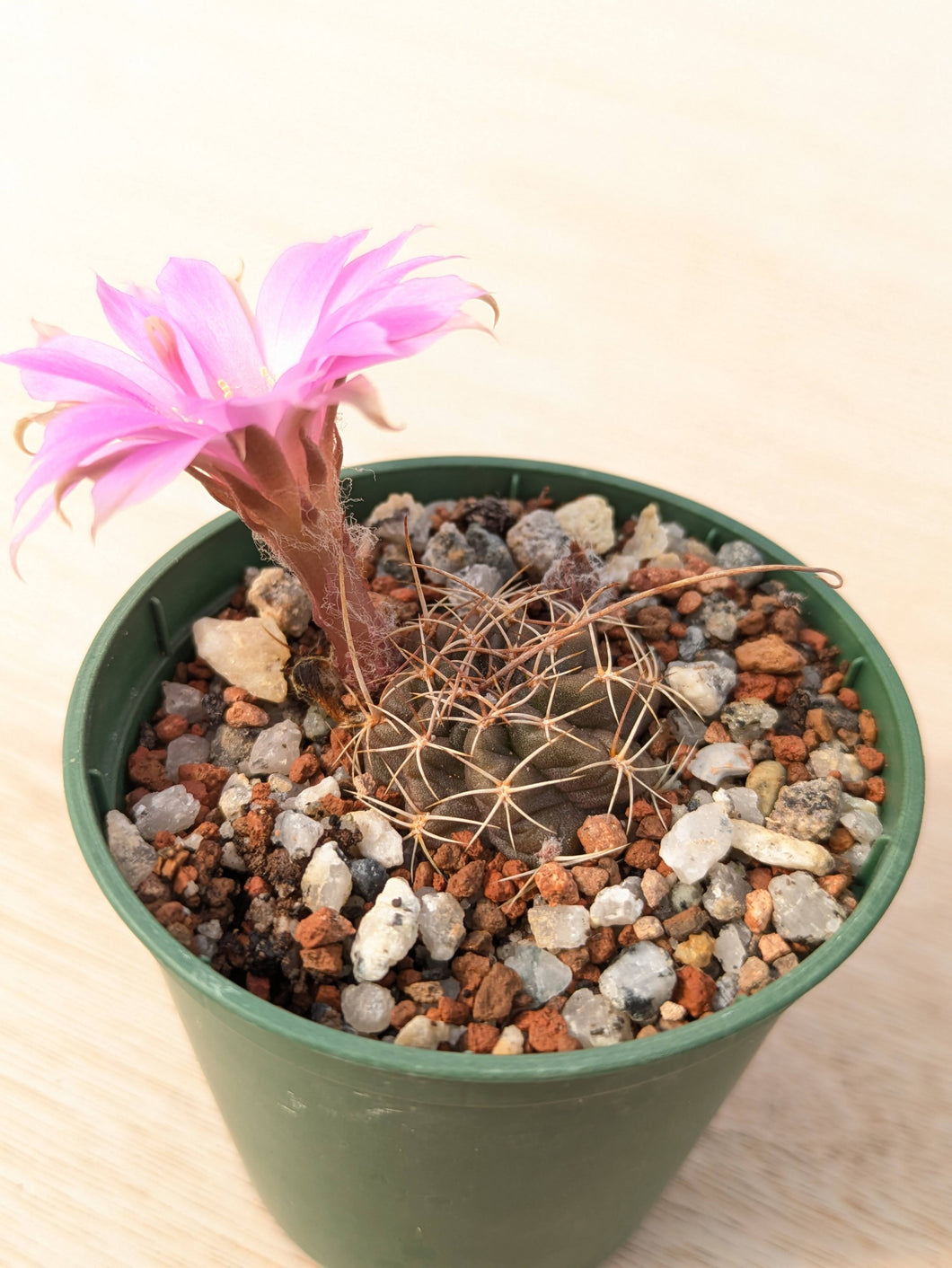 Lobivia wrightiana KK790