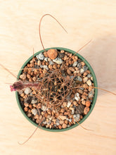 Lobivia wrightiana KK790