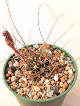 Lobivia wrightiana KK790