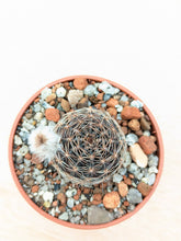 Lobivia densispina v.rebutioides JS213a